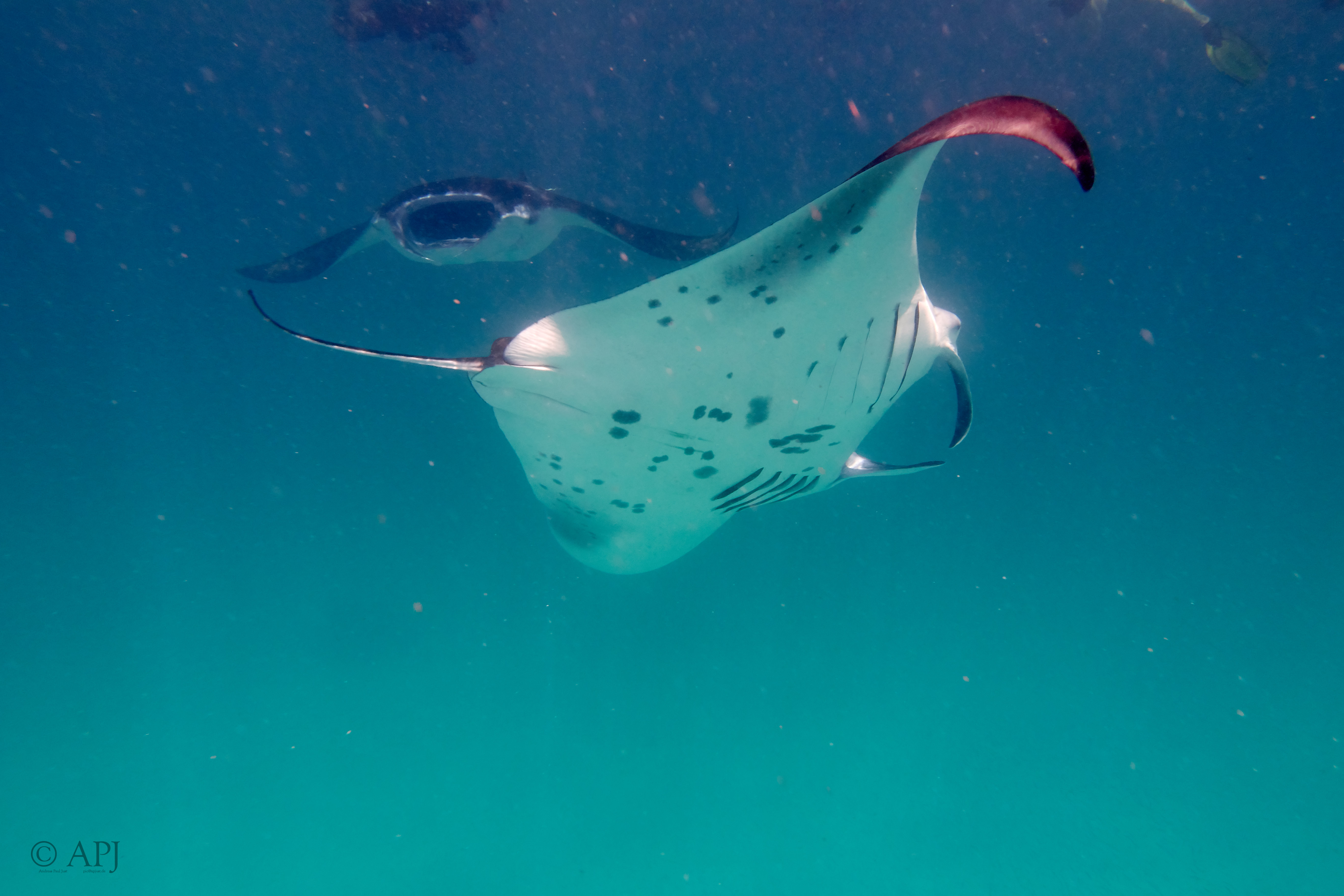 001840 16 08 17  Canon PowerShot G7 X Mark II   Malediven2017